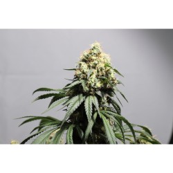 Bruce Lemon Diesel - Super Sativa Seed Club femminizzati Super Sativa Seed Club €41,00
