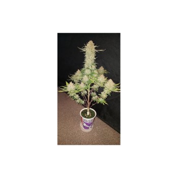 Auto Bruce Lemon Diesel - Super Sativa Seed Club femminizzati Super Sativa Seed Club €42,00 2