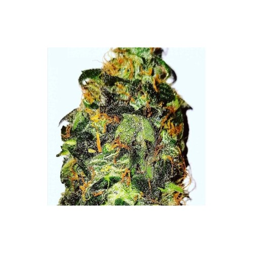 Auto Bruce Lemon Diesel - Super Sativa Seed Club femminizzati Super Sativa Seed Club €42,00