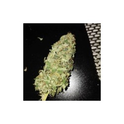 Auto Bruce Lemon Diesel - Super Sativa Seed Club femminizzati Super Sativa Seed Club €42,00