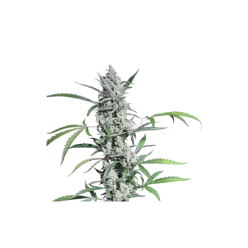 Fat Pete's Cookies Auto - Super Sativa Seed Club femminizzati Super Sativa Seed Club €33,00 2