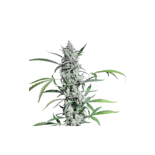 Fat Pete's Cookies Auto - Super Sativa Seed Club femminizzati Super Sativa Seed Club €33,00