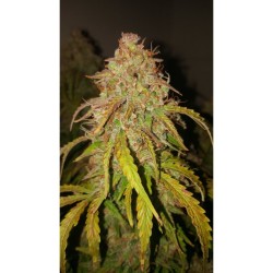 Fat Pete's Cookies Auto - Super Sativa Seed Club femminizzati Super Sativa Seed Club €33,00 Fat Pete's Cookies Auto - Super Sativa Seed Club femminizzati Super Sativa Seed Club €33,00