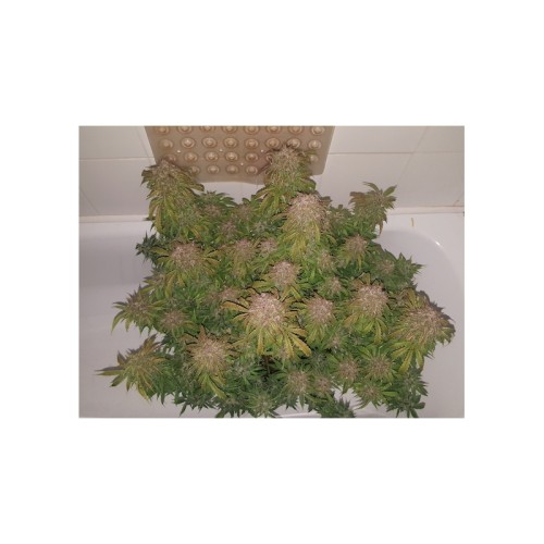 Fat Pete's Cookies Auto - Super Sativa Seed Club femminizzati Super Sativa Seed Club €33,00