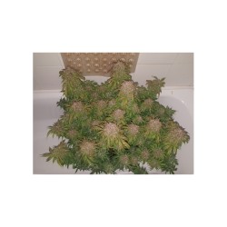 Fat Pete's Cookies Auto - Super Sativa Seed Club femminizzati Super Sativa Seed Club €33,00 Fat Pete's Cookies Auto - Super Sativa Seed Club femminizzati Super Sativa Seed Club €33,00