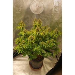 Fat Pete's Cookies Auto - Super Sativa Seed Club femminizzati Super Sativa Seed Club €33,00 Fat Pete's Cookies Auto - Super Sativa Seed Club femminizzati Super Sativa Seed Club €33,00