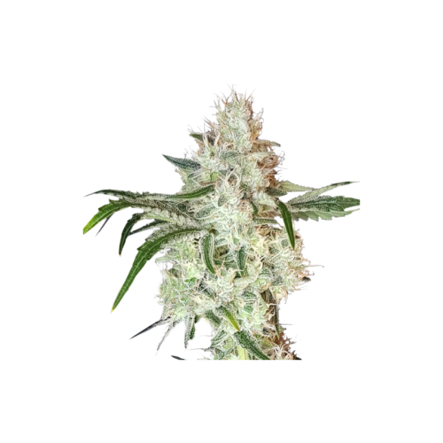 Lemon OG - Super Sativa Seed Club femminizzati Super Sativa Seed Club €50,00