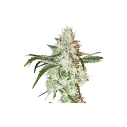 Lemon OG - Super Sativa Seed Club femminizzati Super Sativa Seed Club €50,00
