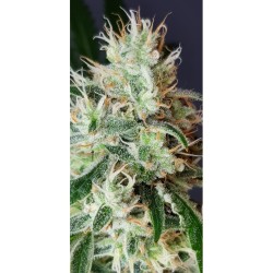 Lemon OG - Super Sativa Seed Club femminizzati Super Sativa Seed Club €50,00