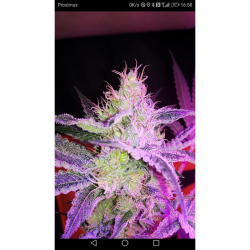 Lemon OG - Super Sativa Seed Club femminizzati Super Sativa Seed Club €50,00
