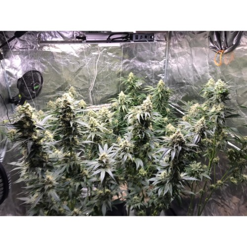 Lemon OG - Super Sativa Seed Club femminizzati Super Sativa Seed Club €50,00
