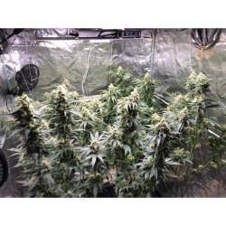 Lemon OG - Super Sativa Seed Club femminizzati Super Sativa Seed Club €50,00