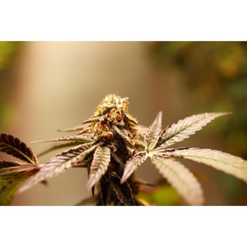 Purple OG Punch - Super Sativa Seed Club femminizzati Super Sativa Seed Club €48,00 2