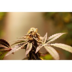 Purple OG Punch - Super Sativa Seed Club femminizzati Super Sativa Seed Club €48,00