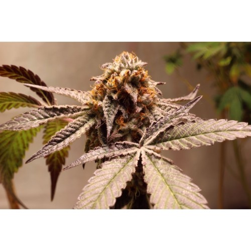 Purple OG Punch - Super Sativa Seed Club femminizzati Super Sativa Seed Club €48,00