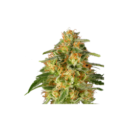 TNT Trichome - Super Sativa Seed Club femminizzati Super Sativa Seed Club €145,00