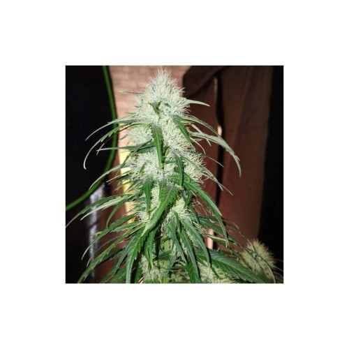 TNT Trichome - Super Sativa Seed Club femminizzati Super Sativa Seed Club €145,00