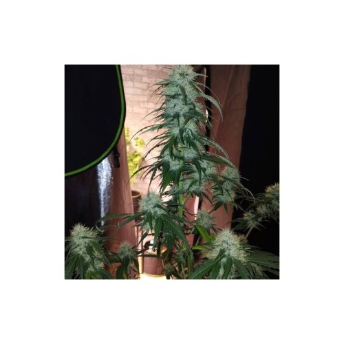 TNT Trichome - Super Sativa Seed Club femminizzati Super Sativa Seed Club €145,00