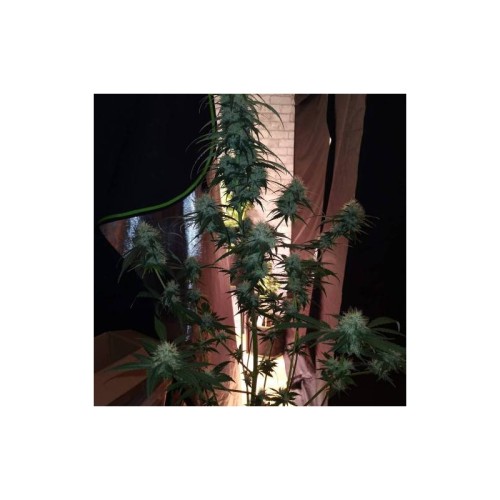 TNT Trichome - Super Sativa Seed Club femminizzati Super Sativa Seed Club €145,00