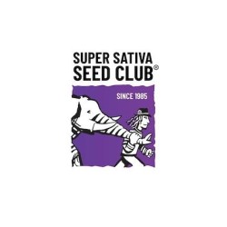 TNT Trichome - Super Sativa Seed Club femminizzati Super Sativa Seed Club €145,00