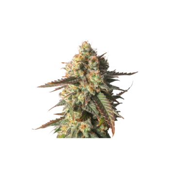 Strawberry Chemdawg OG- Super Sativa Seed Club femminizzati Super Sativa Seed Club €35,00