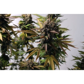 Strawberry Chemdawg OG- Super Sativa Seed Club femminizzati Super Sativa Seed Club €35,00 2