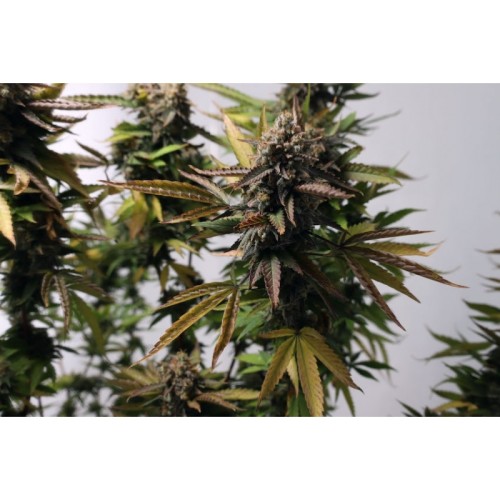Strawberry Chemdawg OG- Super Sativa Seed Club femminizzati Super Sativa Seed Club €35,00