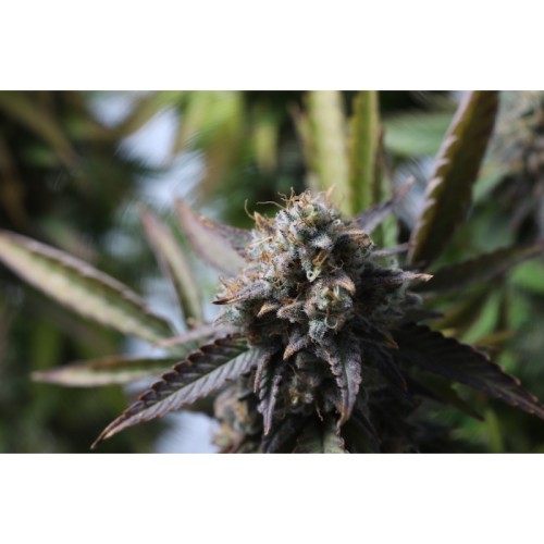 Strawberry Chemdawg OG- Super Sativa Seed Club femminizzati Super Sativa Seed Club €35,00