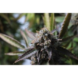 Strawberry Chemdawg OG- Super Sativa Seed Club femminizzati Super Sativa Seed Club €35,00