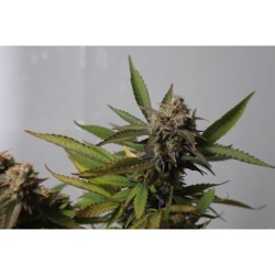Strawberry Chemdawg OG- Super Sativa Seed Club femminizzati Super Sativa Seed Club €35,00
