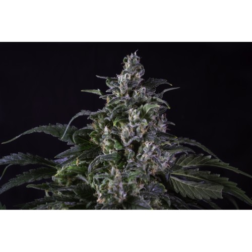 Creeper - Super Sativa Seed Club regolari Super Sativa Seed Club €45,00