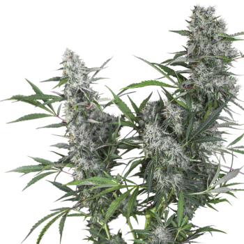 Creeper - Super Sativa Seed Club regolari Super Sativa Seed Club €45,00 2