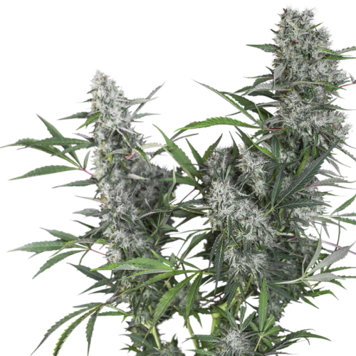 Creeper - Super Sativa Seed Club regolari Super Sativa Seed Club €45,00