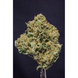 Creeper - Super Sativa Seed Club regolari Super Sativa Seed Club €45,00 Creeper - Super Sativa Seed Club regolari Super Sativa Seed Club €45,00