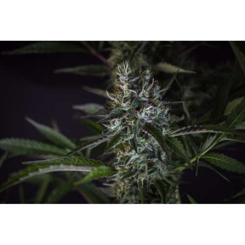 Creeper - Super Sativa Seed Club regolari Super Sativa Seed Club €45,00
