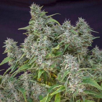 Frosty Friday - Super Sativa Seed Club regolari Super Sativa Seed Club €90,00 2