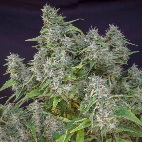 Frosty Friday - Super Sativa Seed Club regolari Super Sativa Seed Club €90,00