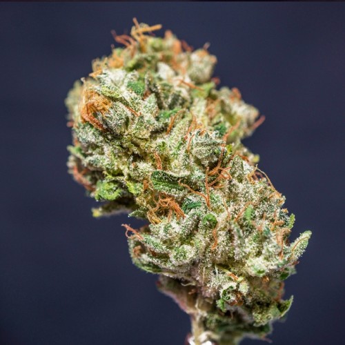 Frosty Friday - Super Sativa Seed Club regolari Super Sativa Seed Club €90,00