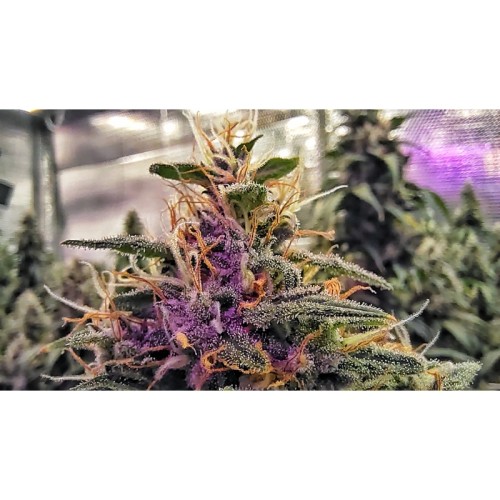 Frosty Friday - Super Sativa Seed Club regolari Super Sativa Seed Club €90,00