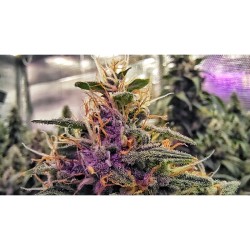 Frosty Friday - Super Sativa Seed Club regolari Super Sativa Seed Club €90,00
