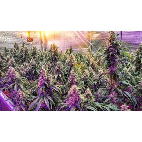 Frosty Friday - Super Sativa Seed Club regolari Super Sativa Seed Club €90,00