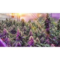Frosty Friday - Super Sativa Seed Club regolari Super Sativa Seed Club €90,00