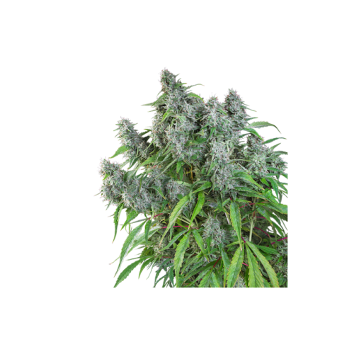 Frosty Friday - Super Sativa Seed Club regolari Super Sativa Seed Club €90,00