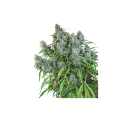 Frosty Friday - Super Sativa Seed Club regolari Super Sativa Seed Club €90,00