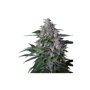 Karel's Haze - Super Sativa Seed Club regolari Super Sativa Seed Club €110,00 2