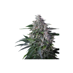 Karel's Haze - Super Sativa Seed Club regolari Super Sativa Seed Club €110,00