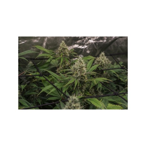 Karel's Haze - Super Sativa Seed Club regolari Super Sativa Seed Club €110,00