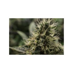 Karel's Haze - Super Sativa Seed Club regolari Super Sativa Seed Club €110,00