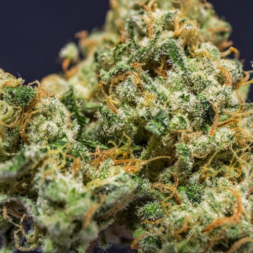 Karel's Haze - Super Sativa Seed Club regolari Super Sativa Seed Club €110,00