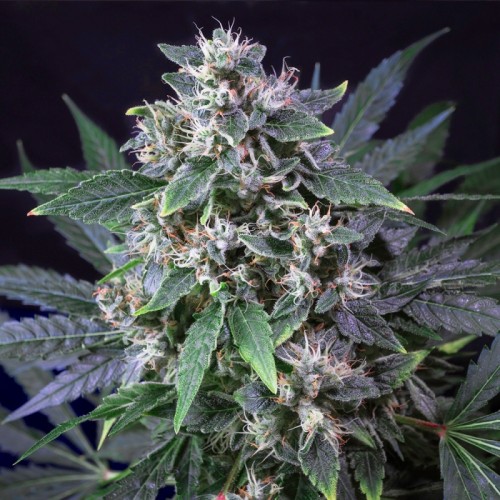 Karel's Haze - Super Sativa Seed Club regolari Super Sativa Seed Club €110,00